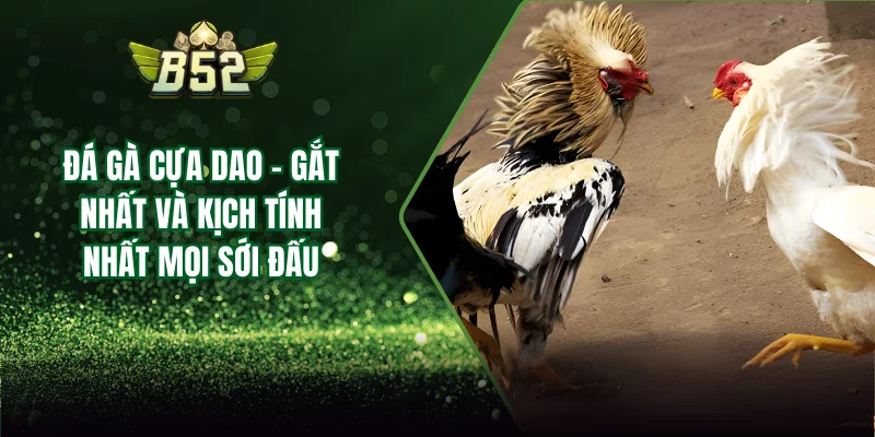 đá gà cựa dao